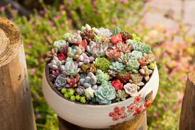 149397401830767720F3.jpg 640.webp (1).jpg